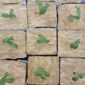 Cubes de laine de roche hydroponique pour la culture des semis