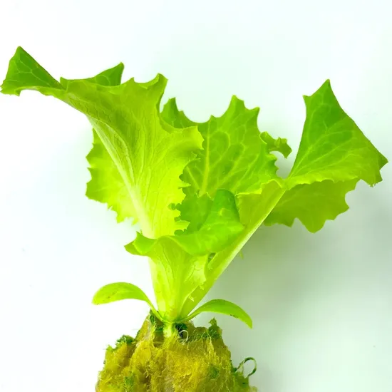 Cubes de laine de roche pour l'agriculture hydroponique en serre, pour la culture des semis