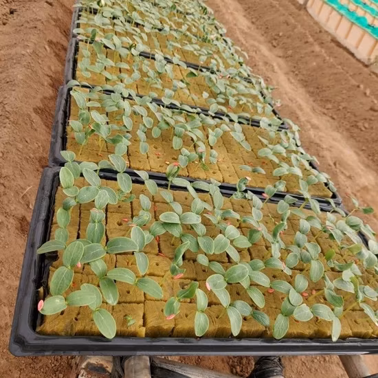 Cube de laine de roche hydroponique agricole pour semis de serre